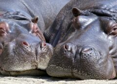 El “idioma” de los hipopótamos: cómo sus gruñidos viajan por agua, aire y tierra al mismo tiempo