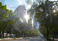 CDMX en temporada violeta: jacarandas se convierten en motor turístico y cultural