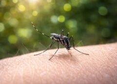 Temporada de calor 2026: Proliferación de mosquitos aumenta riesgo sanitario en México