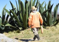 Pulque y electrónica toman el Centro Histórico: anuncian fiesta gratuita este sábado en CDMX